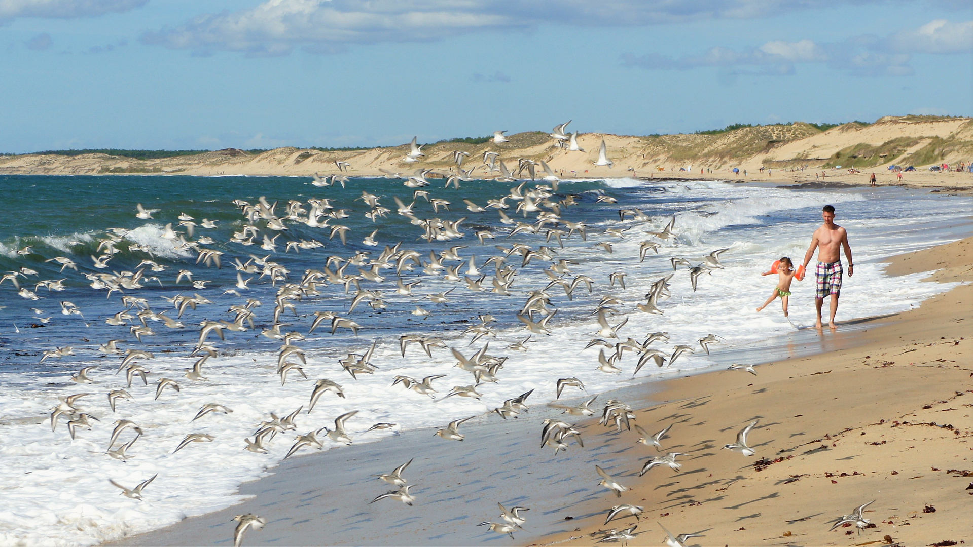 Strandläufer