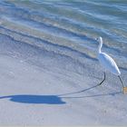 Strandläufer