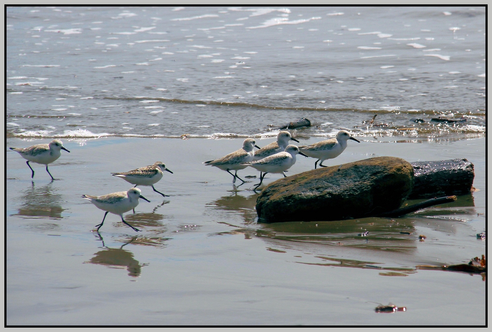 Strandläufer