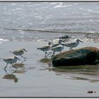 Strandläufer