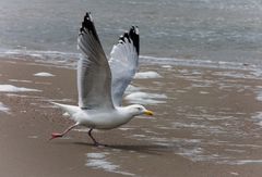 strandläufer