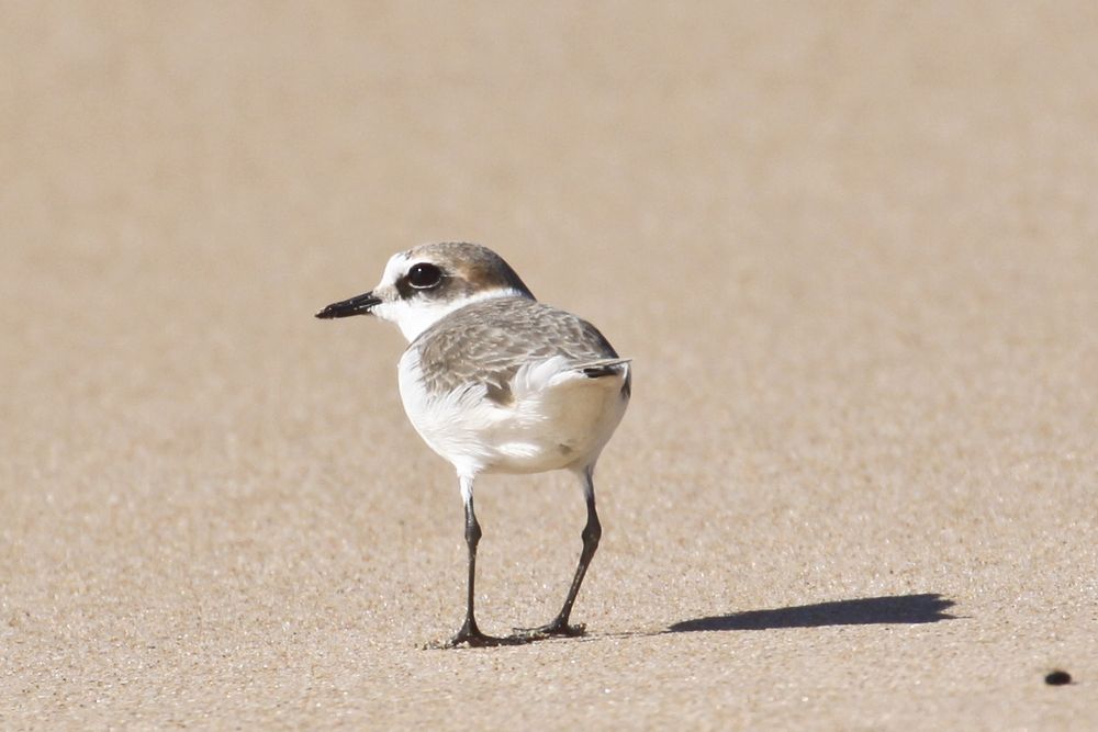 Strandläufer