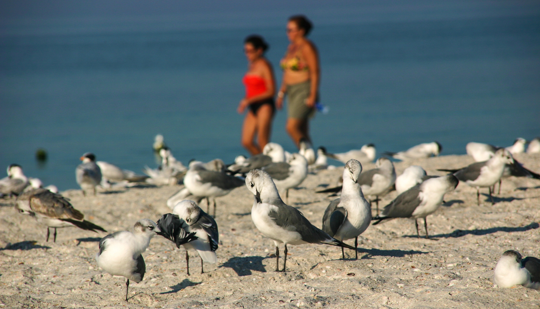 Strandläufer