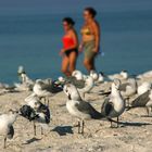 Strandläufer