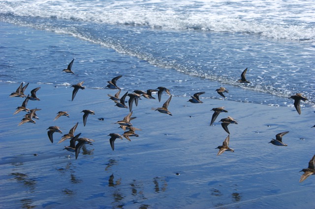 Strandläufer