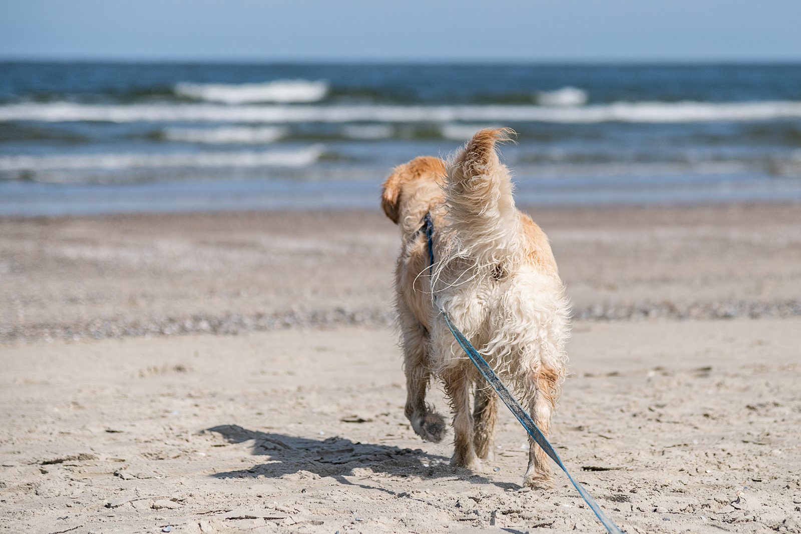 Strandläufer