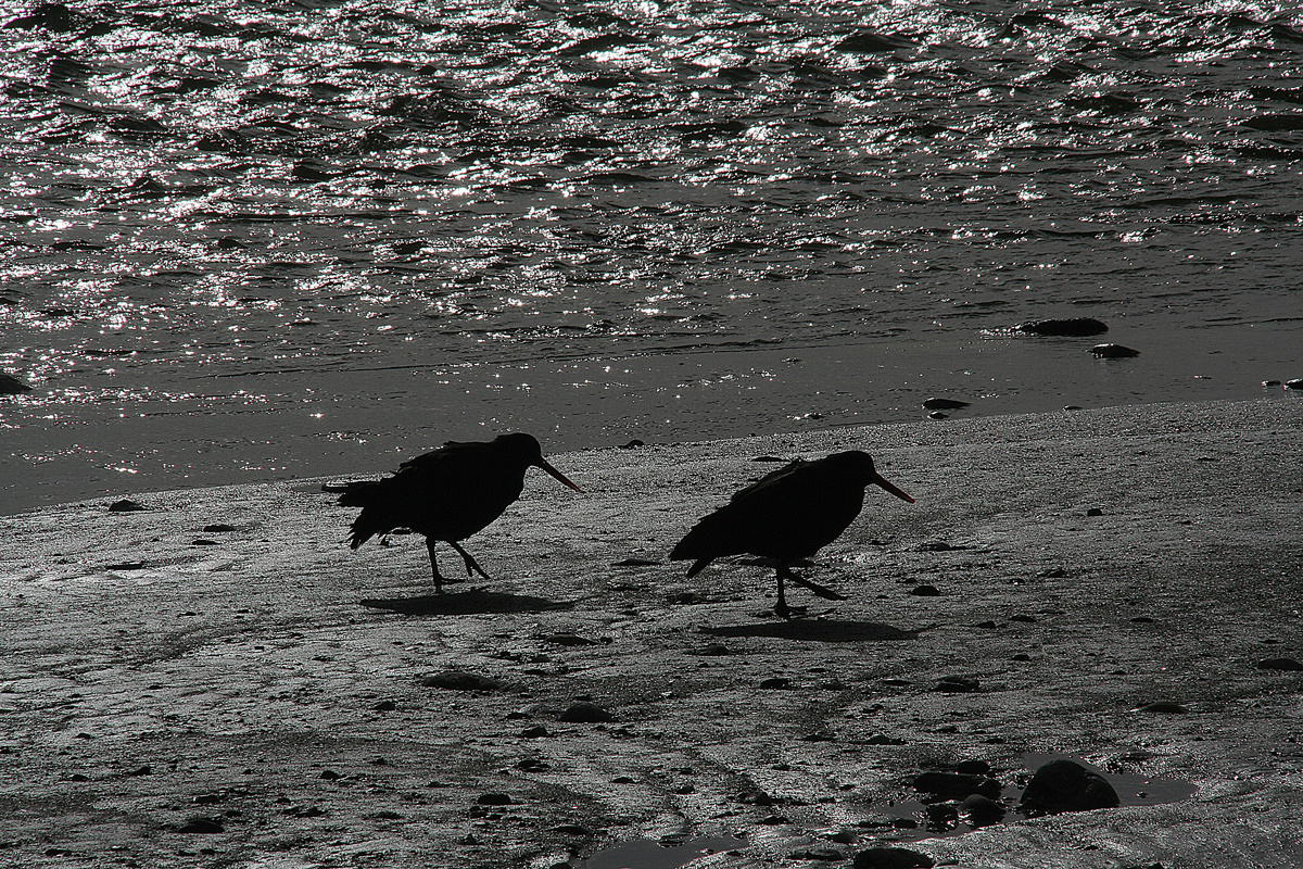 Strandläufer