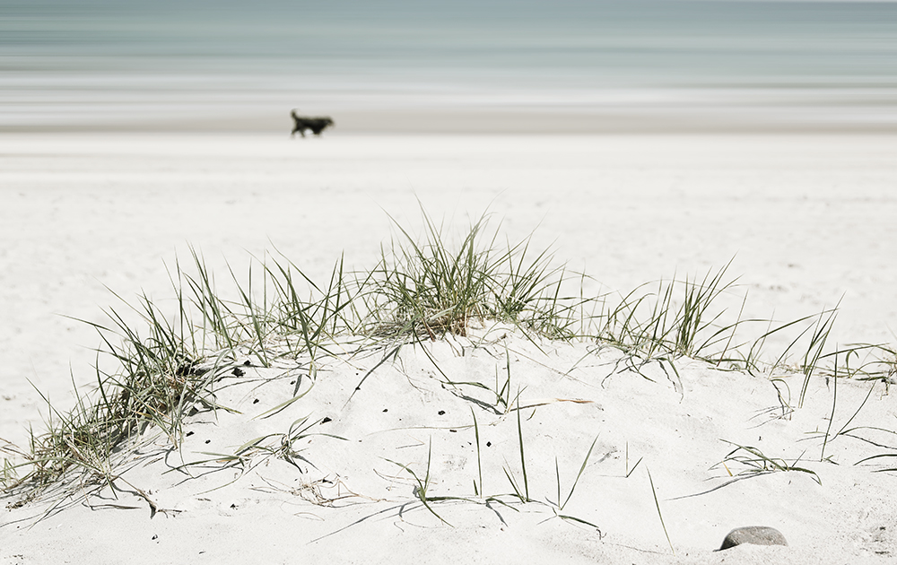 Strandläufer einmal anders