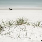 Strandläufer einmal anders