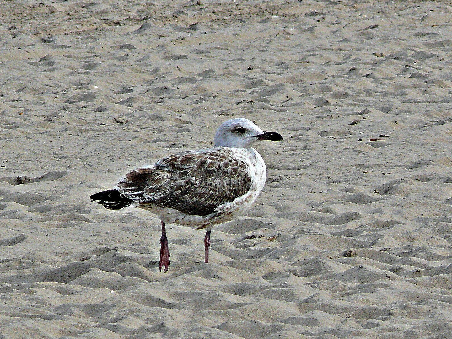 Strandläufer