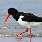 Strandläufer