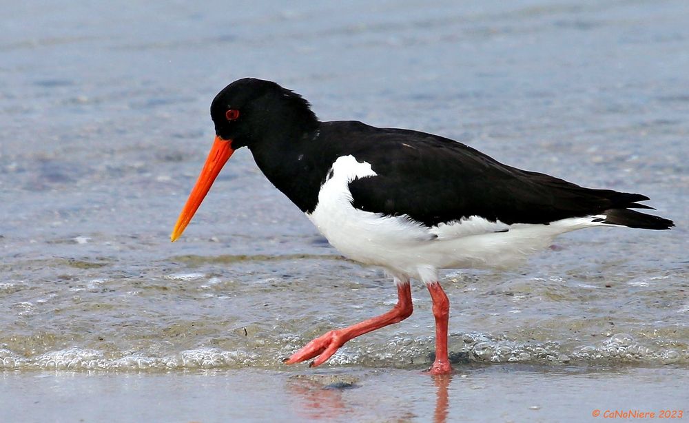 Strandläufer