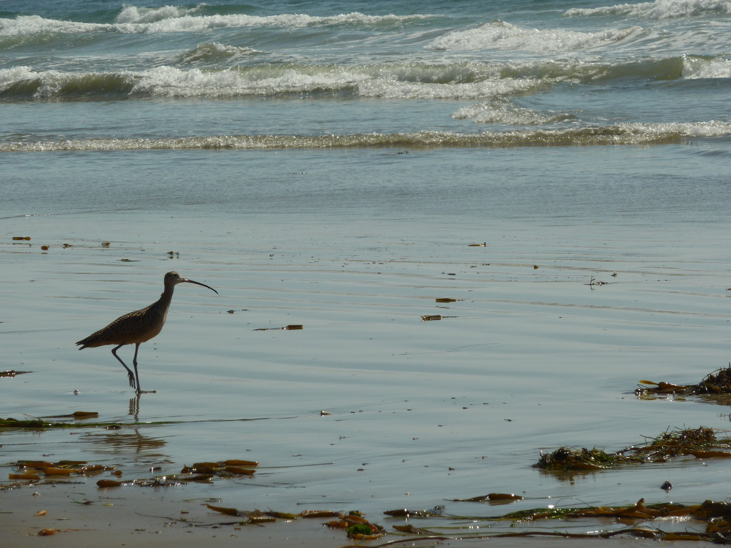 Strandläufer