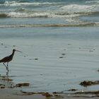 Strandläufer