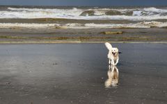 Strandläufer