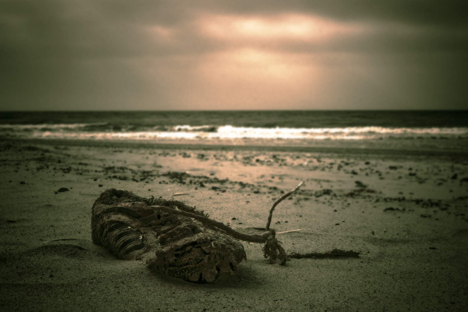 Strandläufer