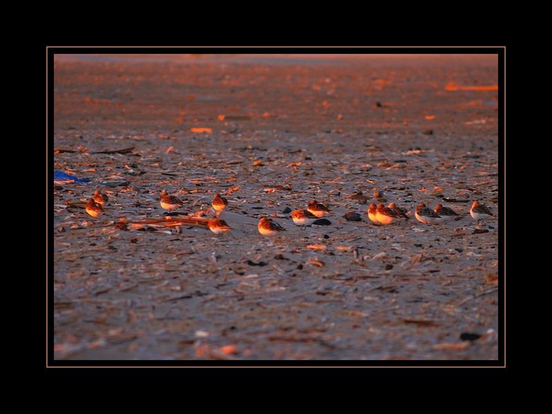 Strandläufer...