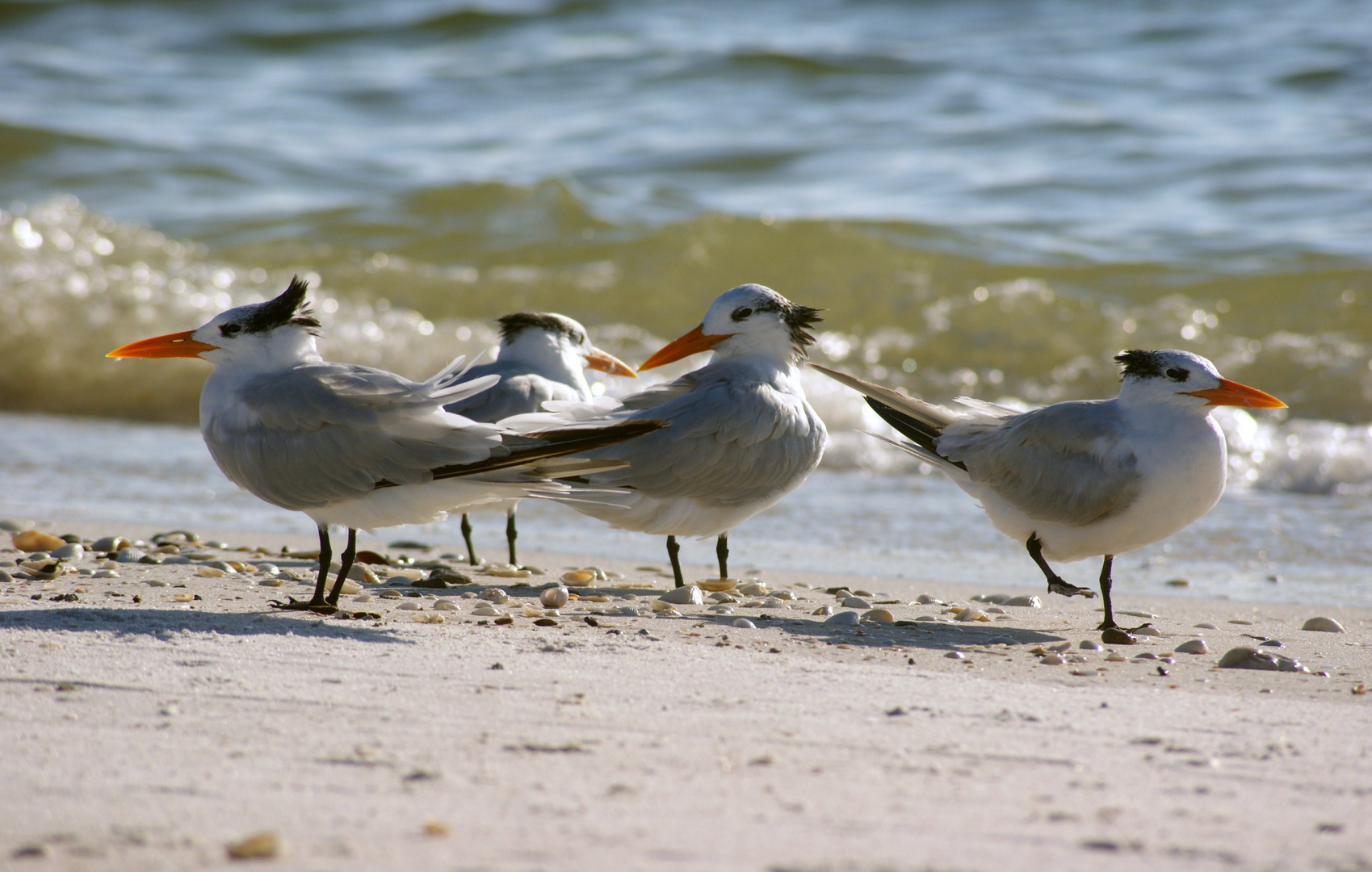 Strandläufer, Florida, USA