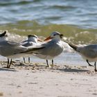 Strandläufer, Florida, USA