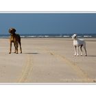 Strandläufer  "  Hunde am Strand "