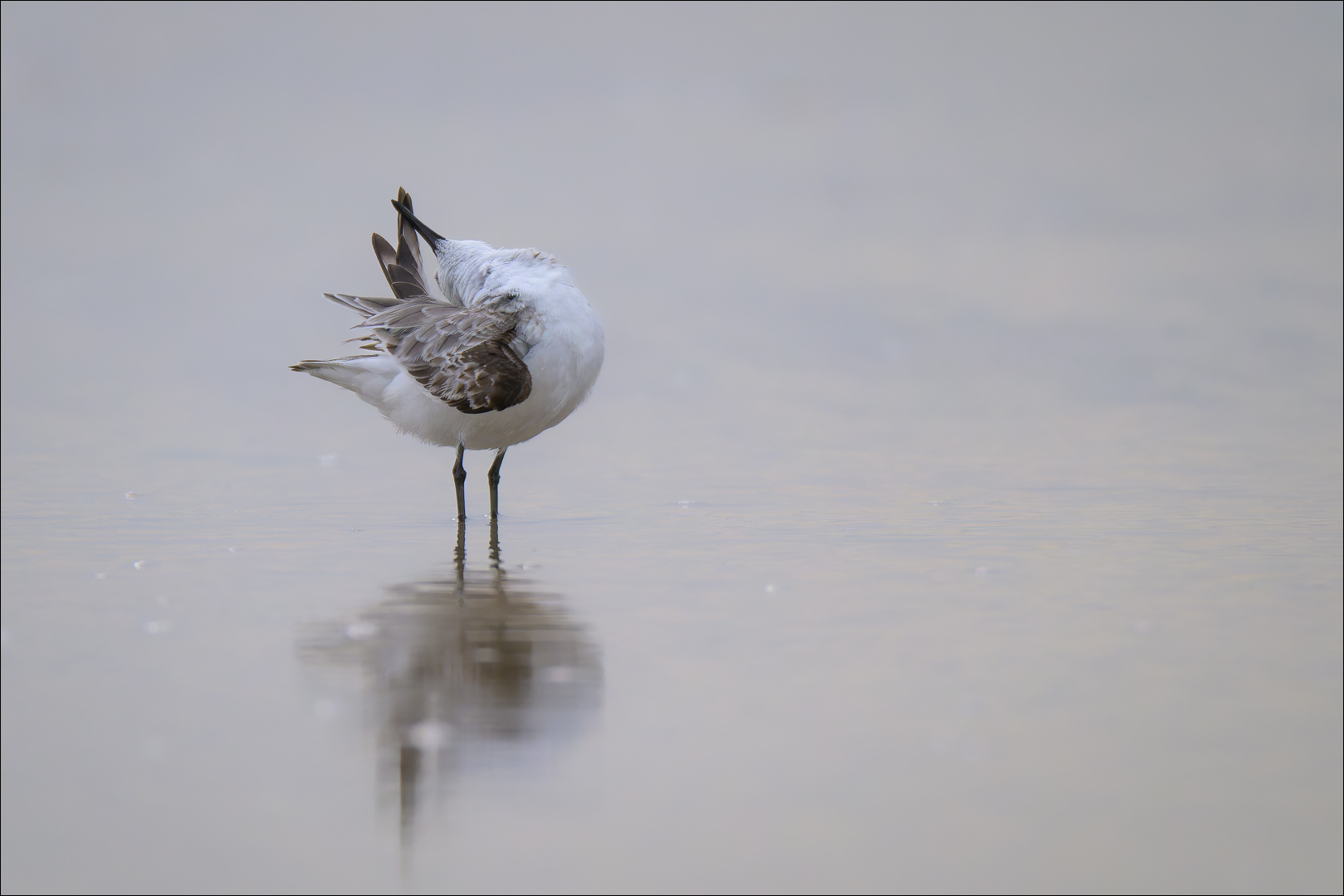 Strandläufer II