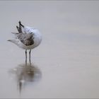 Strandläufer II