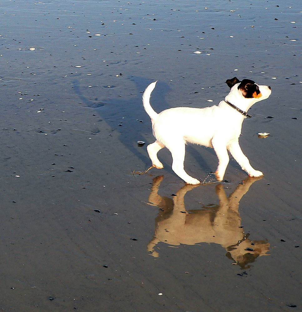 Strandläufer II