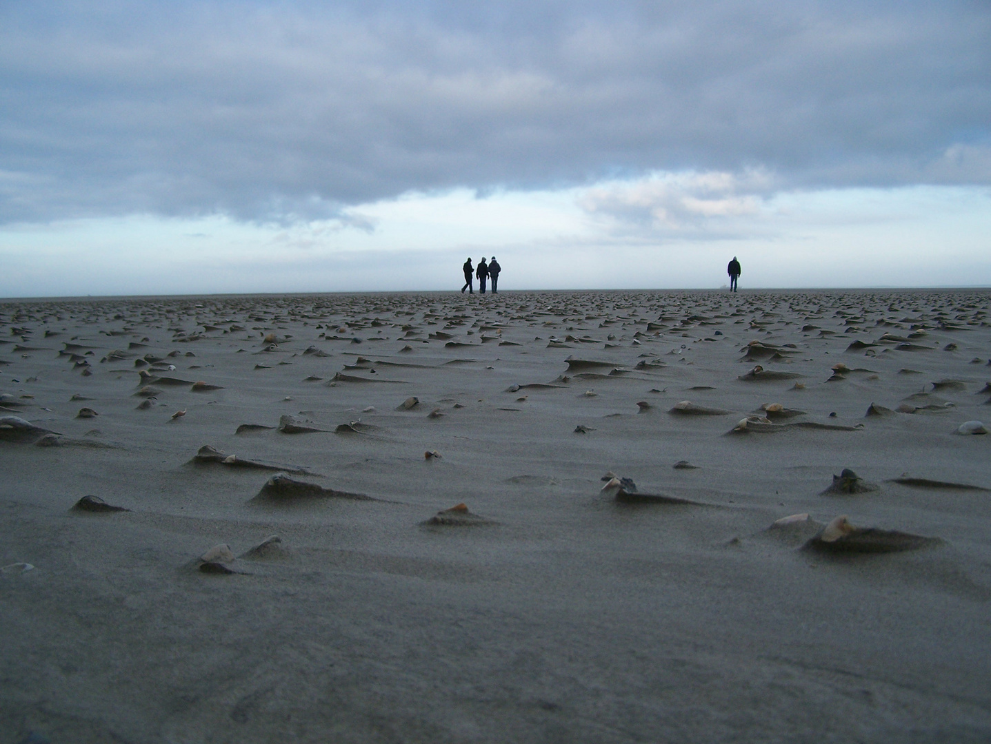 Strandläufer im Winter