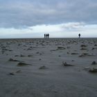 Strandläufer im Winter