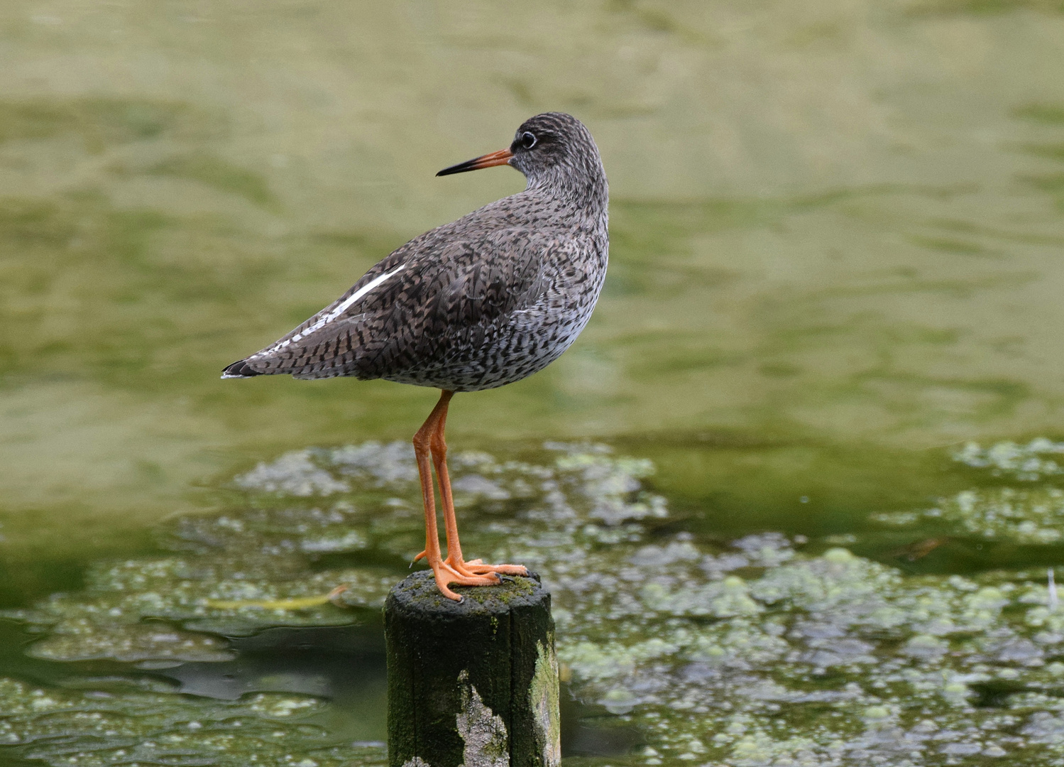 Strandläufer / Kampfläufer