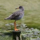 Strandläufer / Kampfläufer