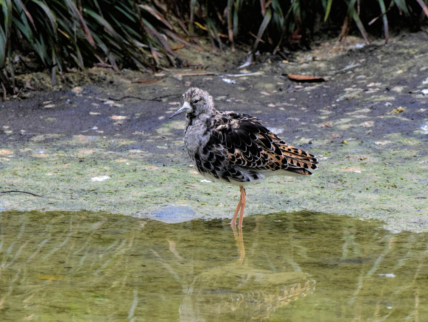 Strandläufer / Kampfläufer