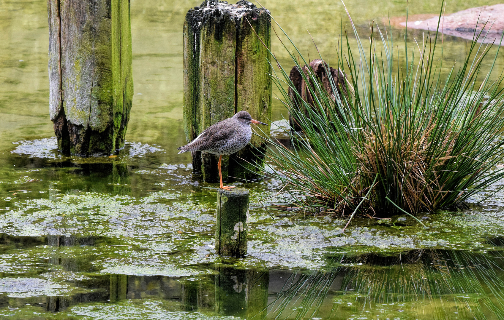 Strandläufer / Kampfläufer