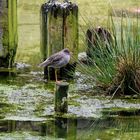 Strandläufer / Kampfläufer