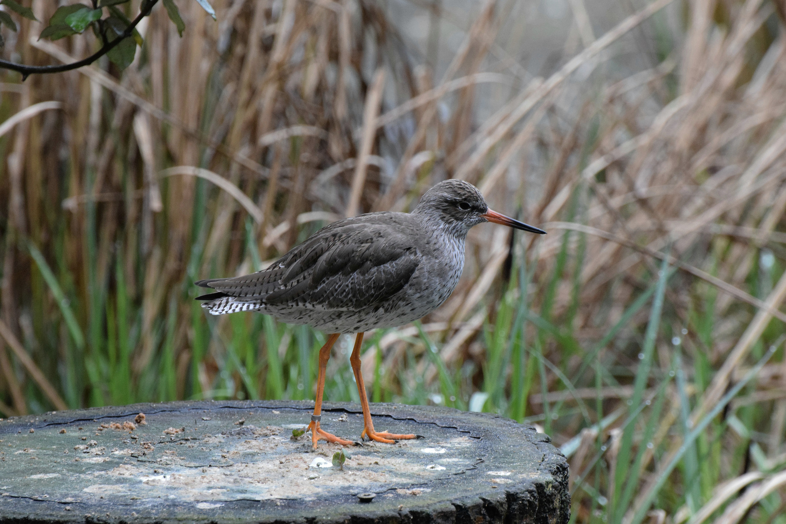 Strandläufer / Kampfläufer