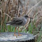 Strandläufer / Kampfläufer