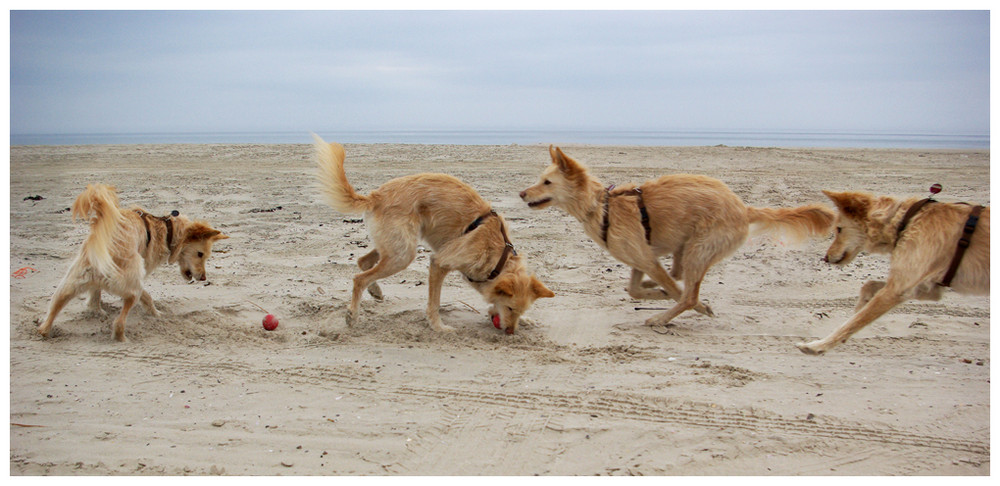 Strandläufer mit Ball