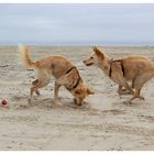 Strandläufer mit Ball