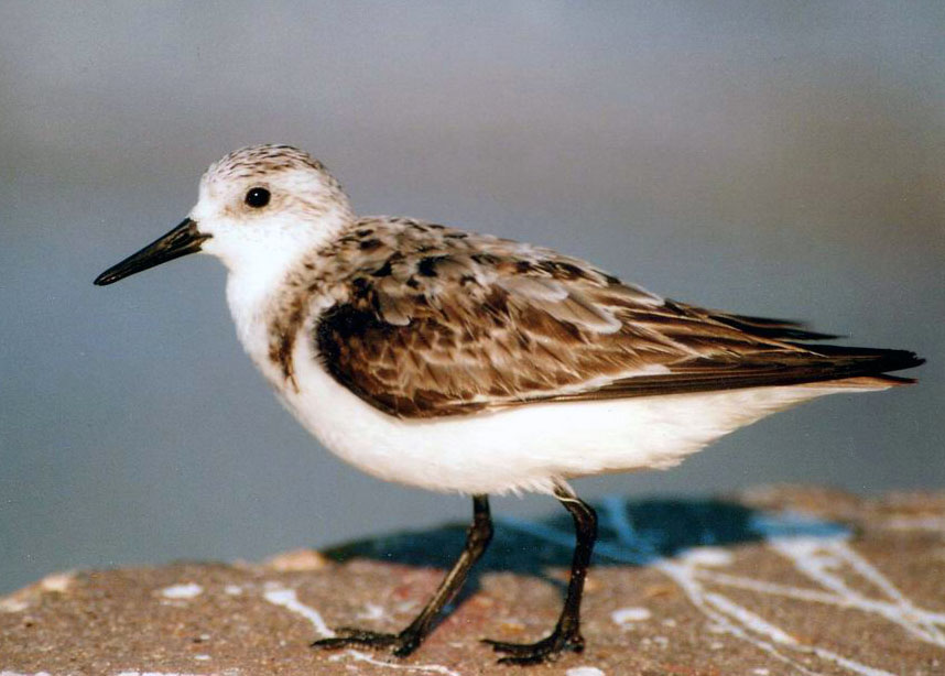 Strandläufer mit Gedult