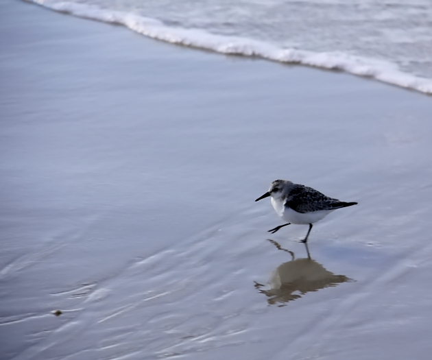 Strandläufer mit Spiegelbild