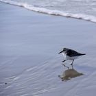 Strandläufer mit Spiegelbild