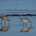 Strandläufer - Pfuhlschnepfen - am Darss