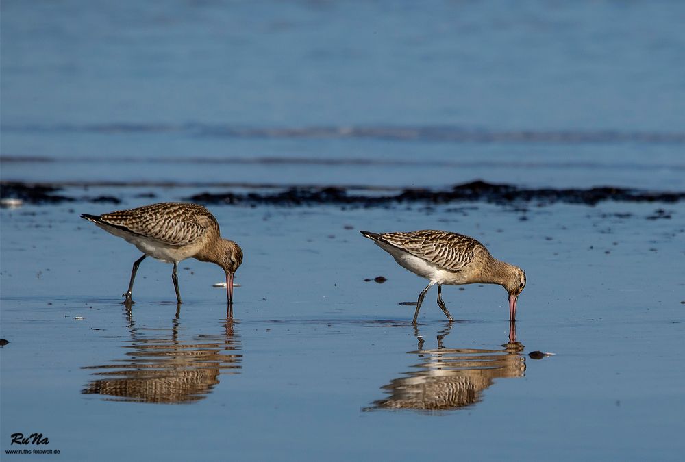 Strandläufer - Pfuhlschnepfen - am Darss