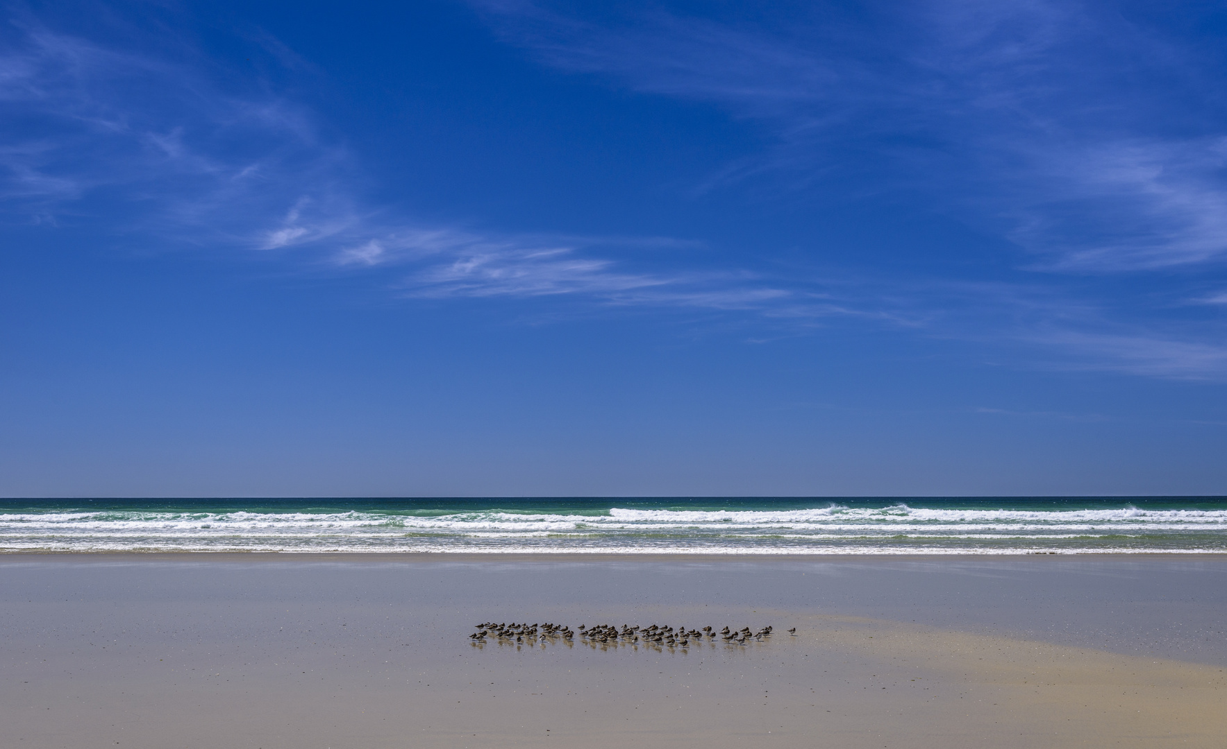 Strandläufer, Plage de Tronoen, Bretagne, France