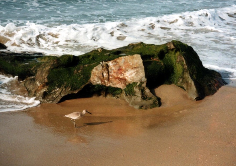 Strandläufer (Schnepfe) im Schutz eines Meeresungeheuers