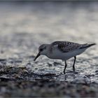 Strandläufer sind ganz schön flink...