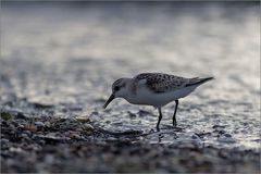 Strandläufer sind ganz schön flink...