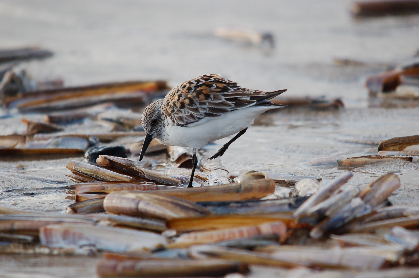 Strandläufer tapst durch Schwertmuscheln