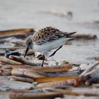 Strandläufer tapst durch Schwertmuscheln