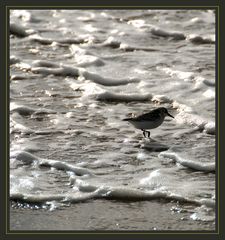 Strandläufer von Römö